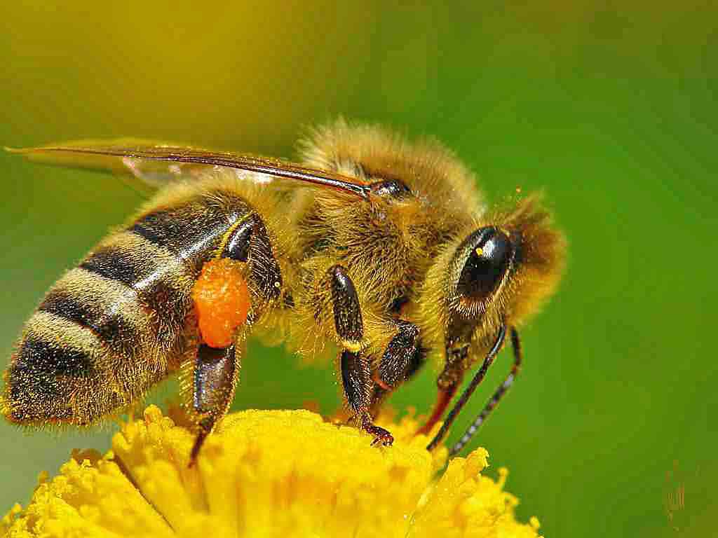 Пчелы за работой.jpg
