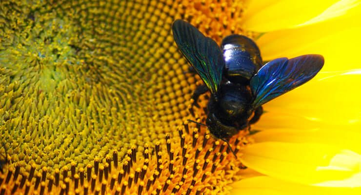 Пчела-плотник. Видовые особенности.