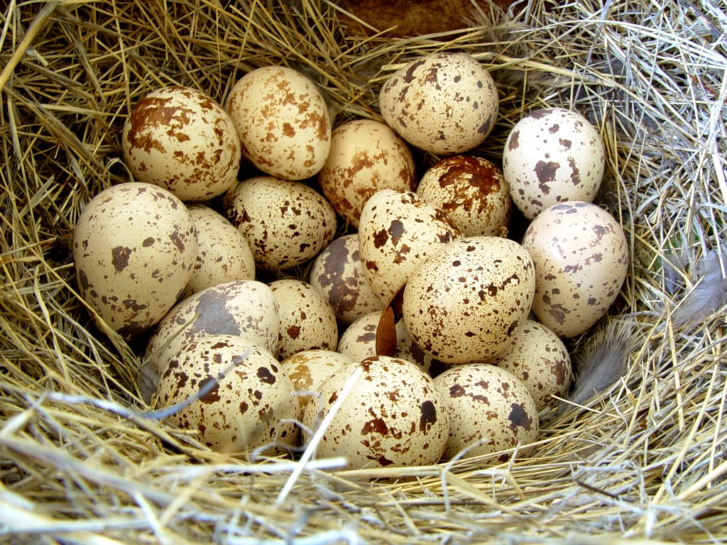 Яйца перепелов.jpg