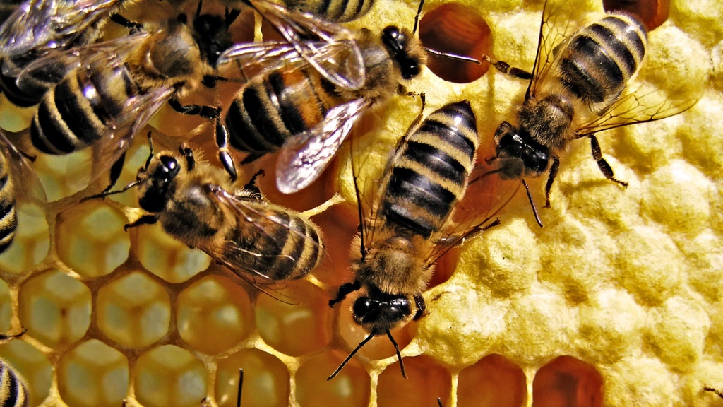 Пчелиные танцы.jpg