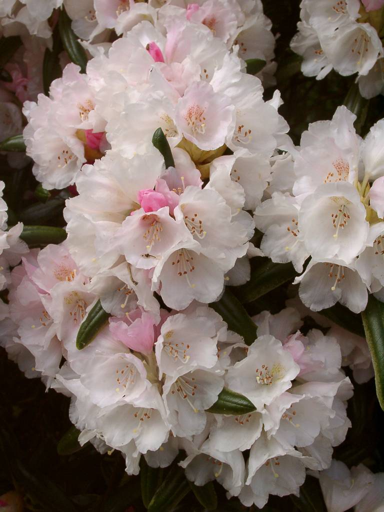 Rhododendron degronianum ssp. yakushimanum Koichiro Wada