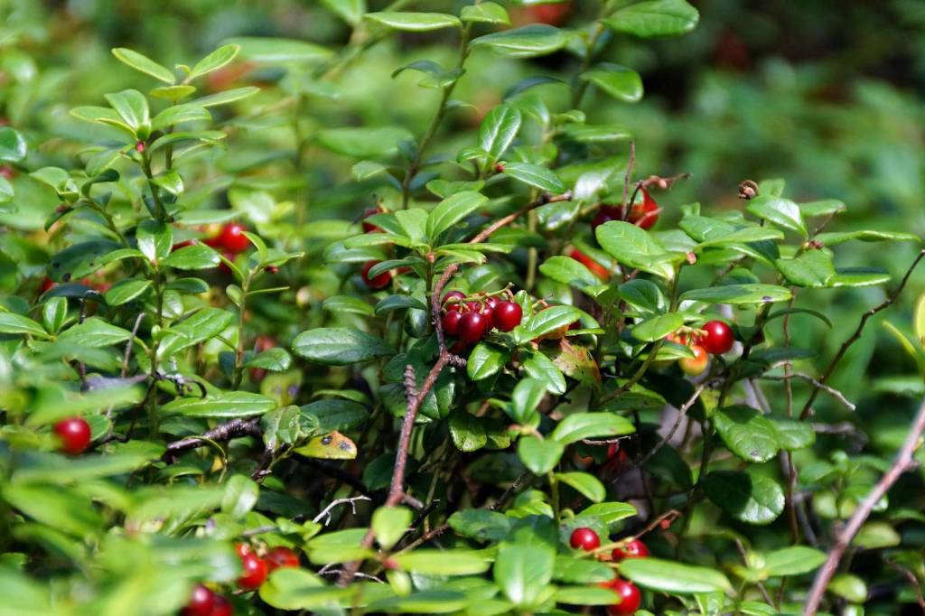 Vaccinium vitis-idaea