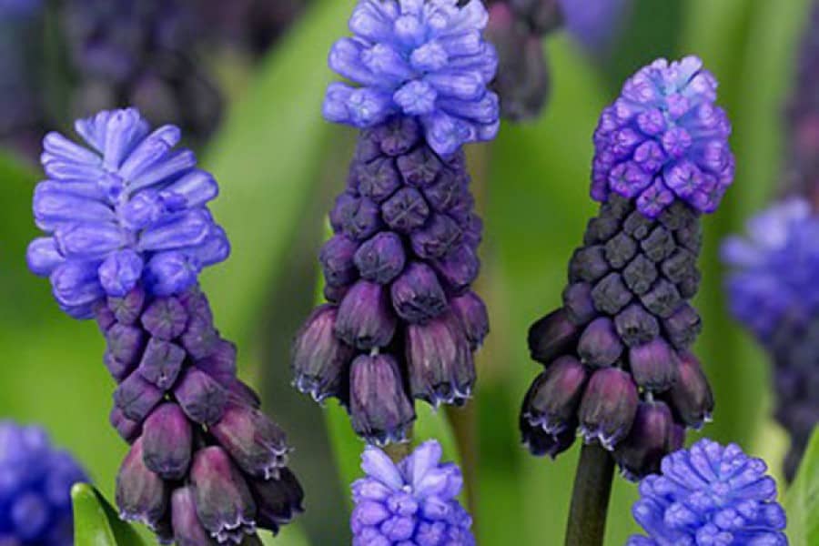 Muscari latifolium