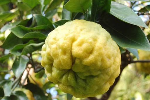 Плод японского лимона