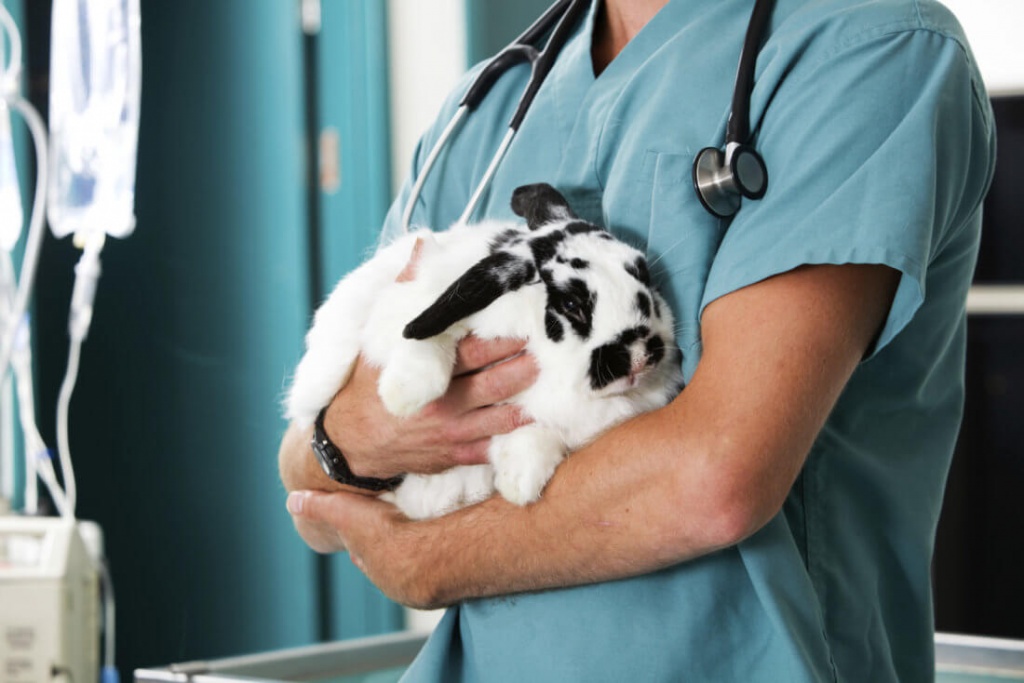 Прививки для кроликов.jpg