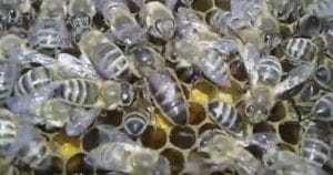 Пчелы линии ниска 