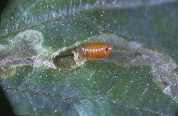 Пупарий Liriomyza trifolii