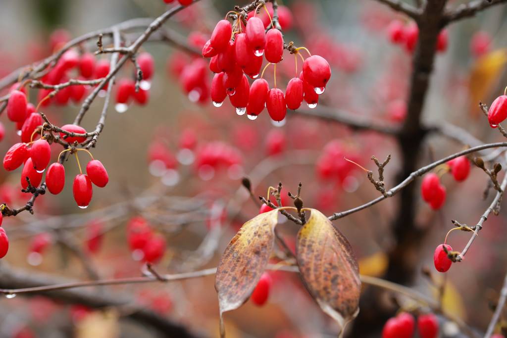 Кизил цветущий (Cornus Florida)