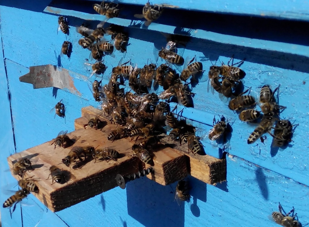 Опыление медоносными пчелами весной. Советы пчеловодам.jpg