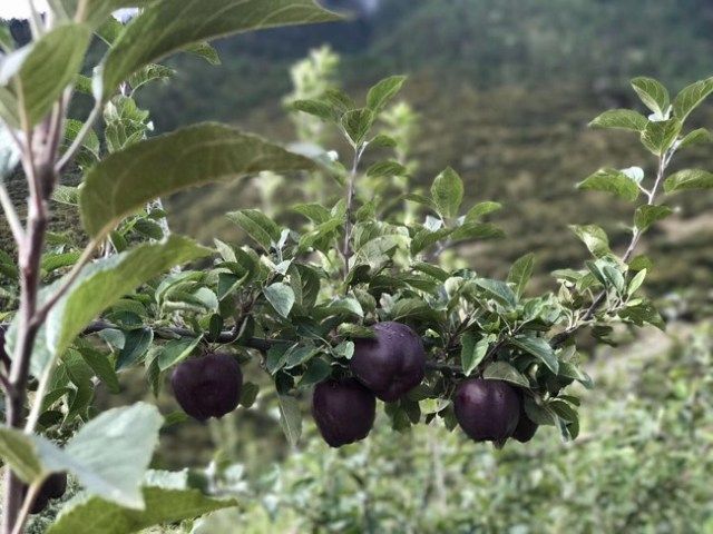 Темно-фіолетові плоди високогірних яблунь