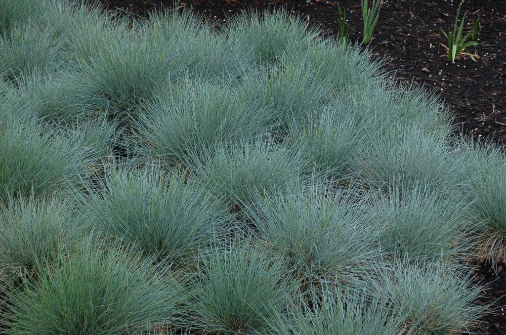 Festuca punctoria