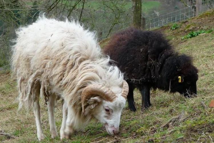 Бессарабские овцы