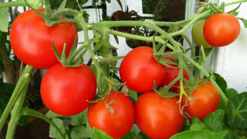 Выращивание и уход за томатами
