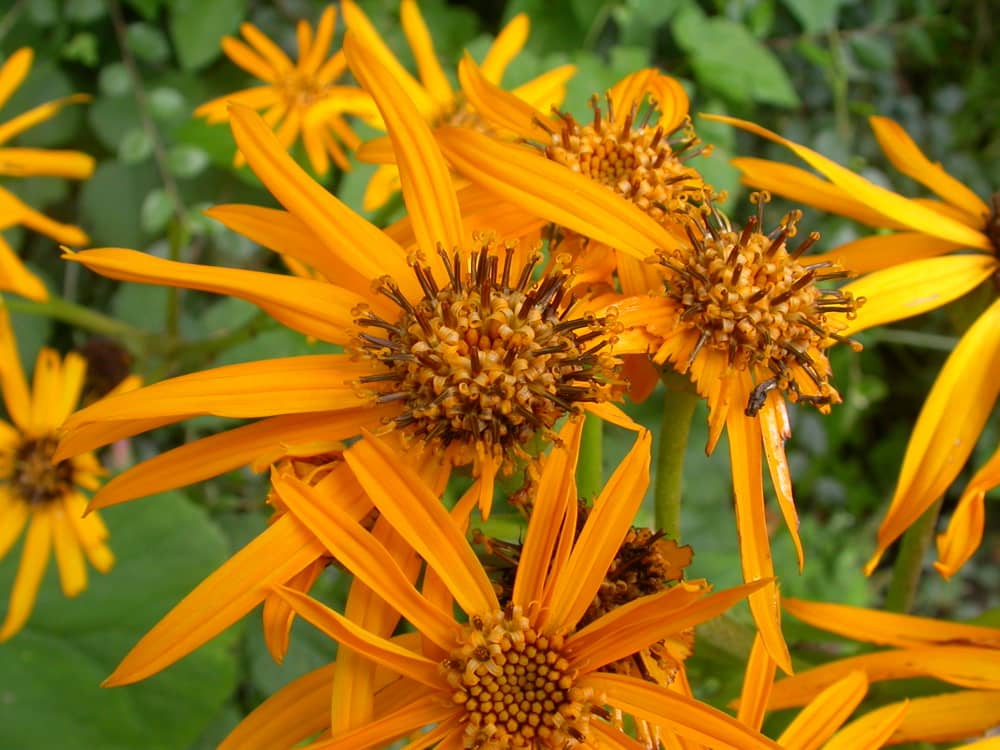 Ligularia dentata