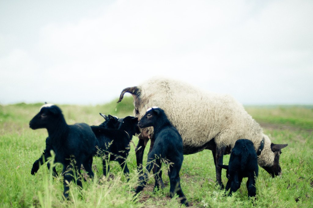Овца с ягнятами
