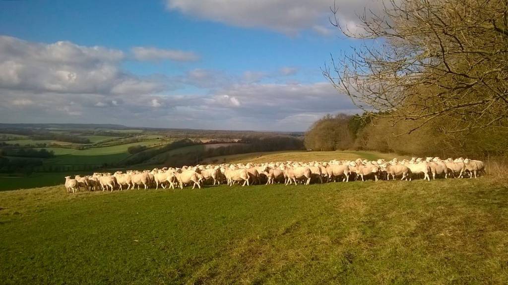 Вівці на пасовищі