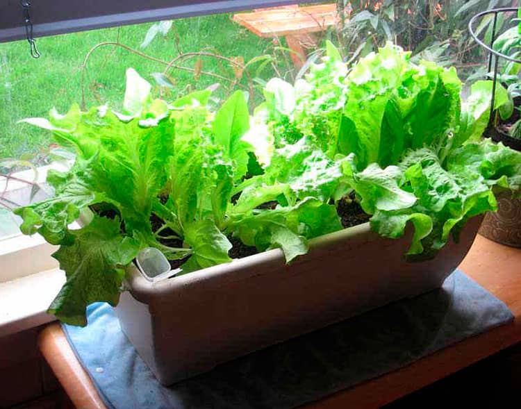 Листовой салат в домашних условиях