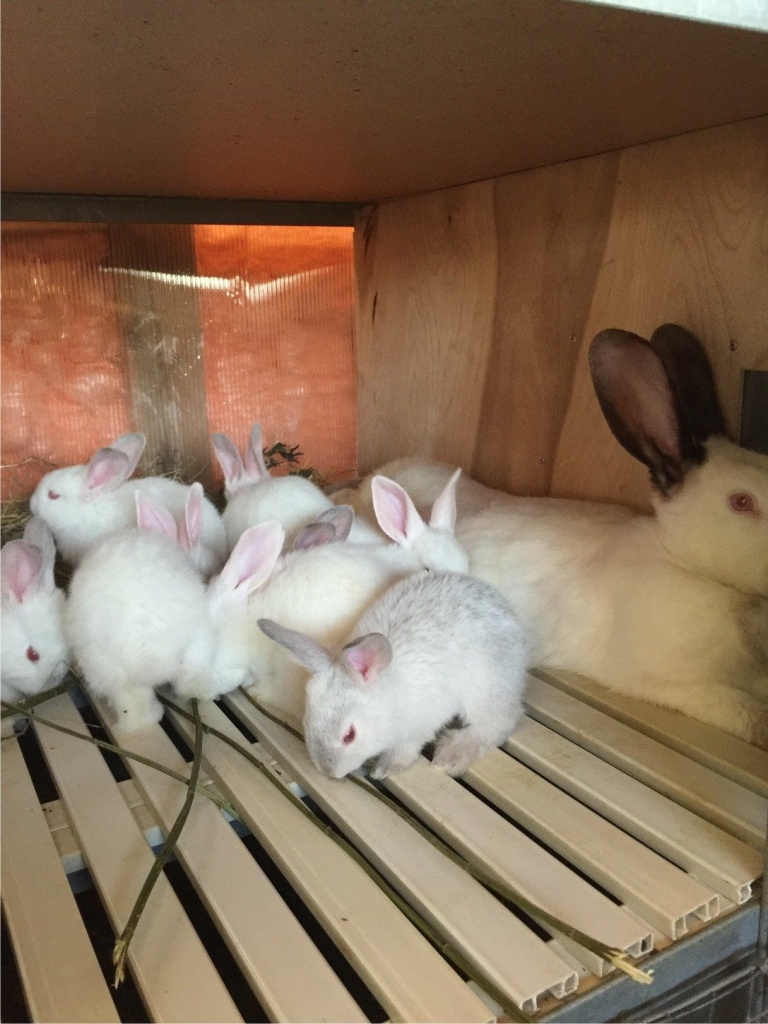 Кролики на приусадебном хозяйстве.jpg
