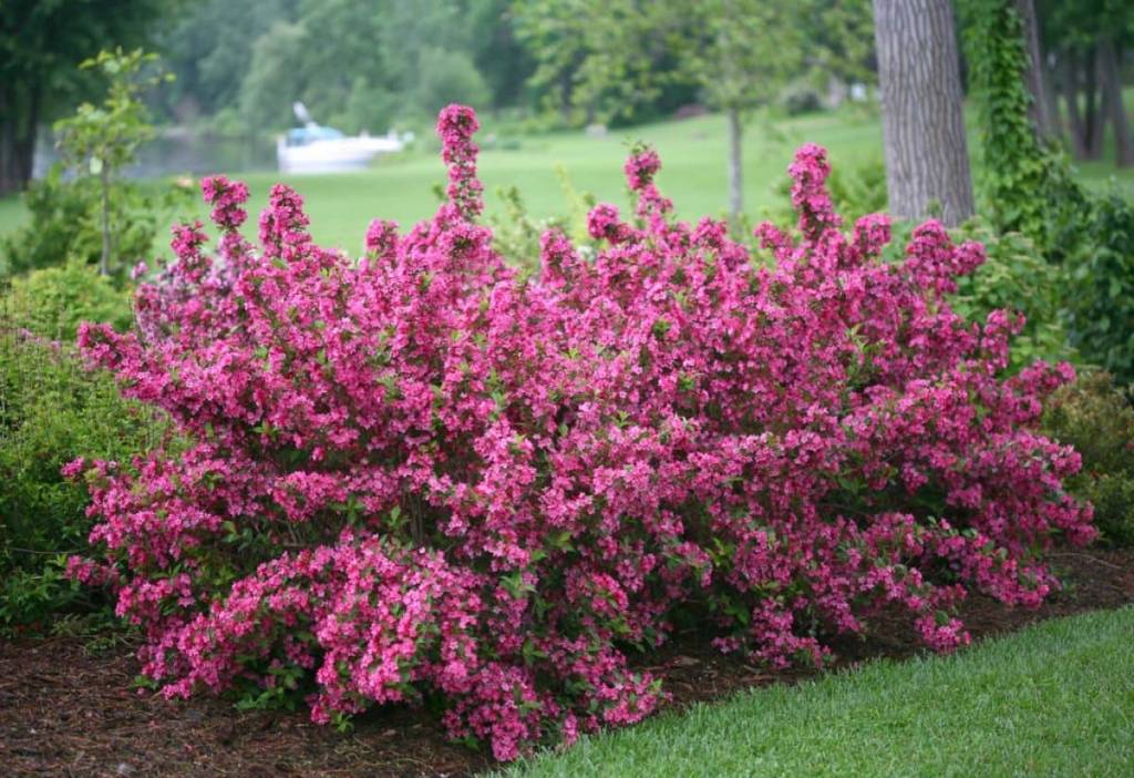 Цветущая weigela florida