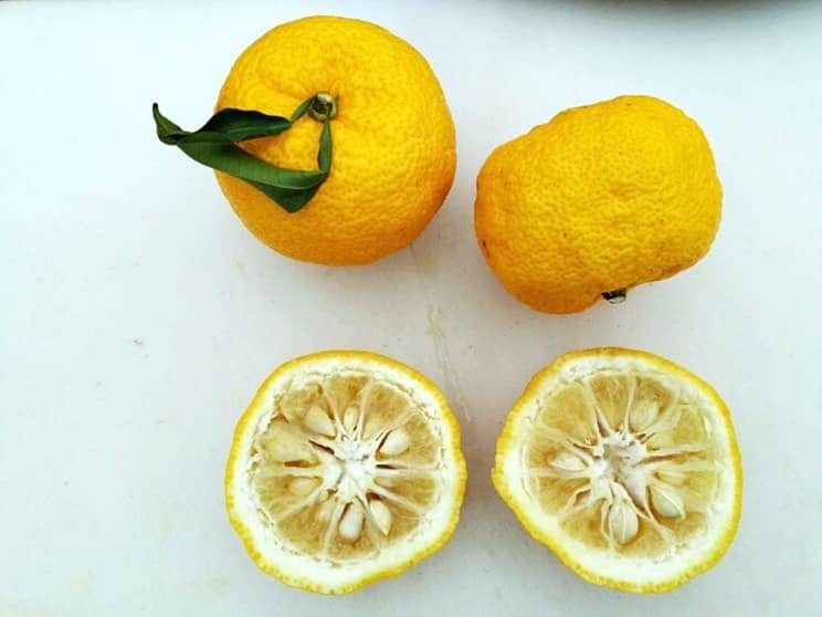 Citrus junos fruits