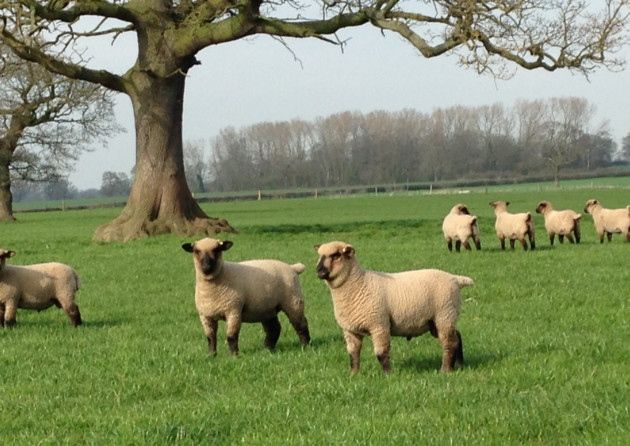 Гемпширські вівці