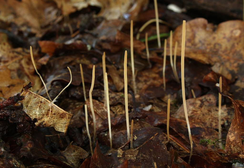 возбудителями тифулезной гнили являются грибы из рода Typhula