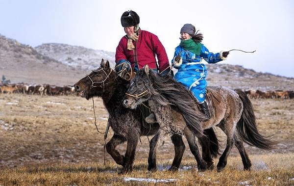 Монгольские кони