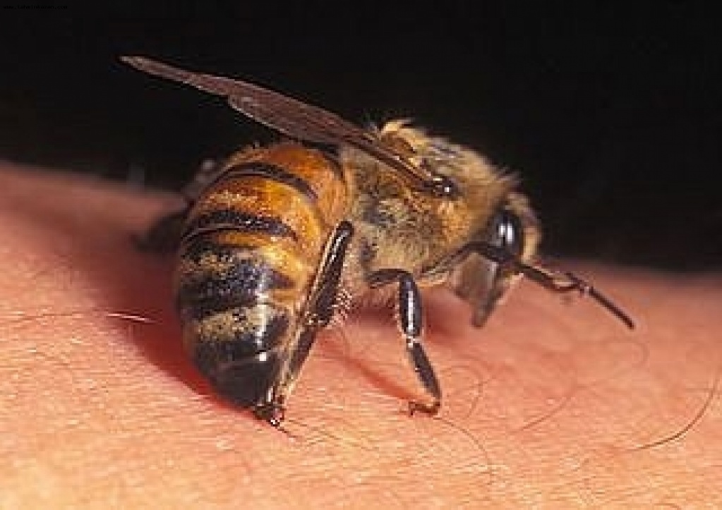 Апитерапия (лечение пчелиным ядом).jpg
