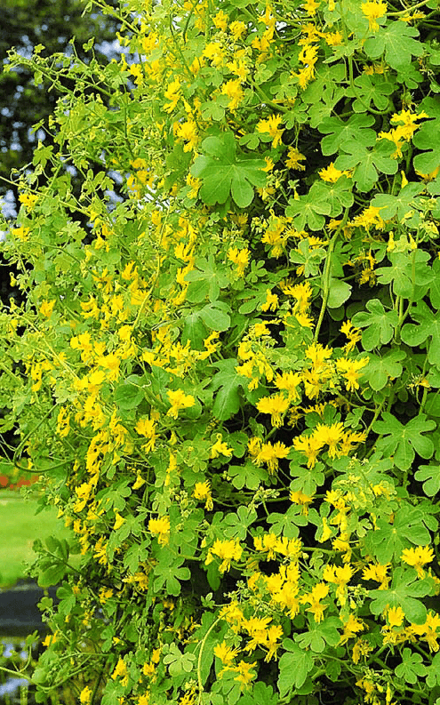 Tropaeolum peregrinum