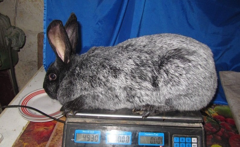 Полтавський сріблястий кролик