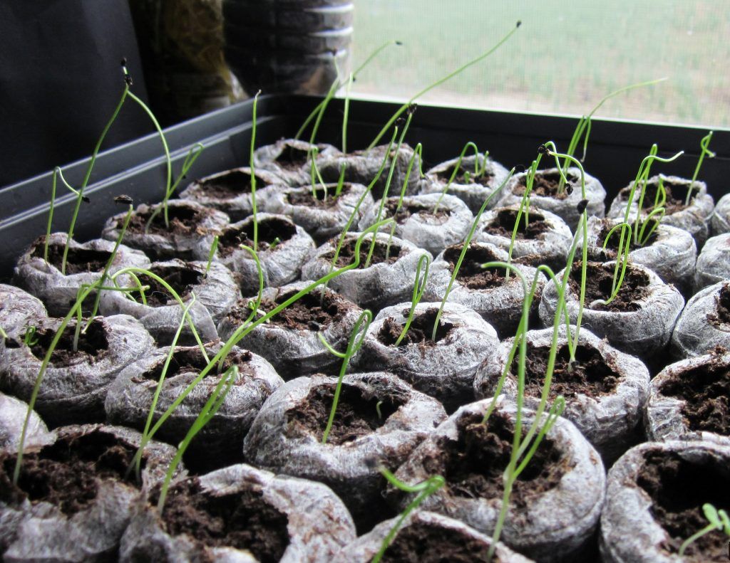 Выращивание лука-порея рассадным способом