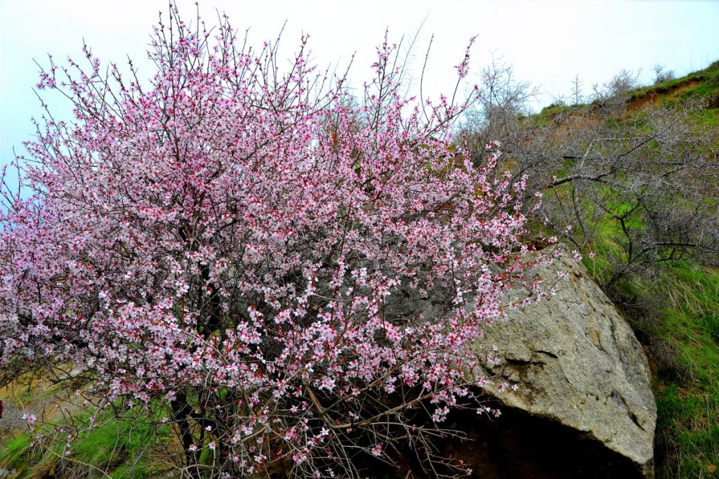 Цветущее миндальное дерево