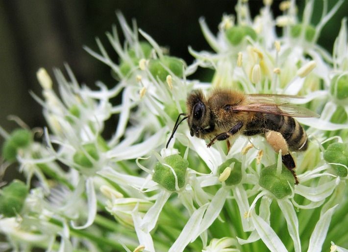 Бджола на квітах цибулі