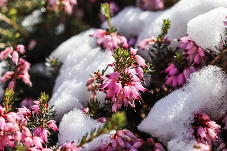 Цветущая эрика под снегом