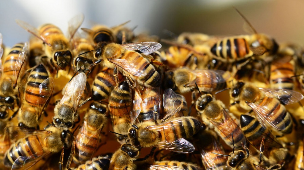 Лечебные свойства пчелиного яда.jpg