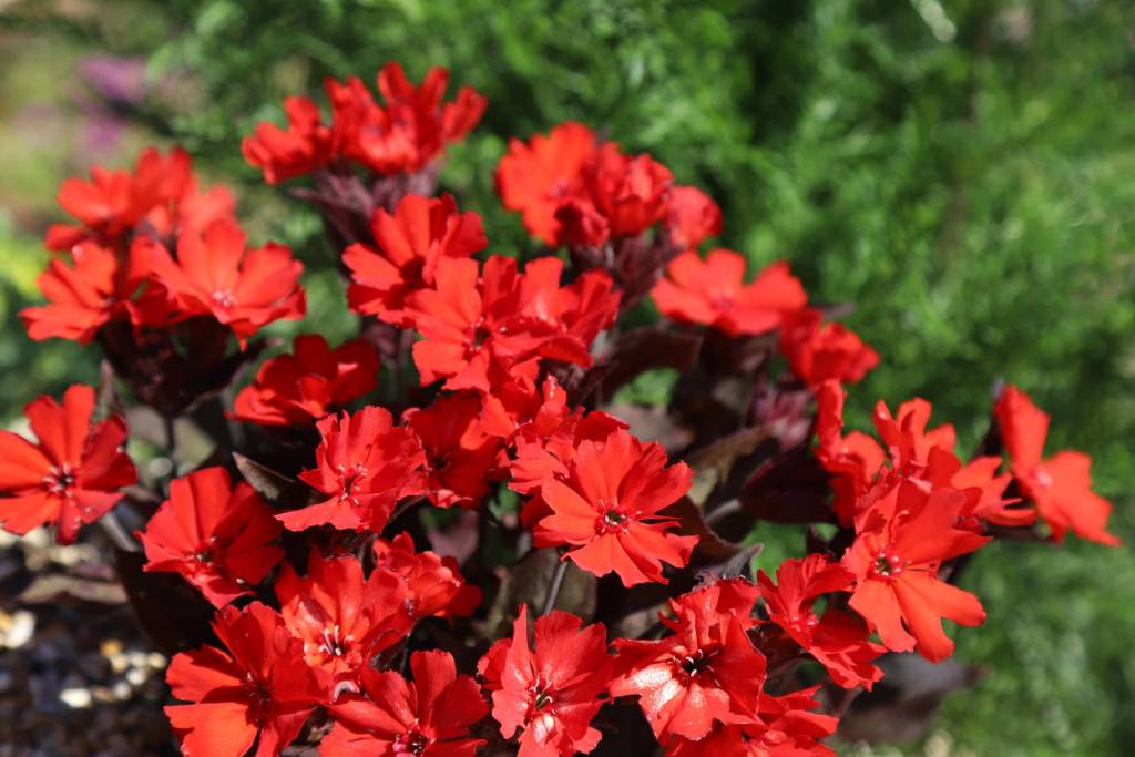 Lychnis x haageana Molten lava