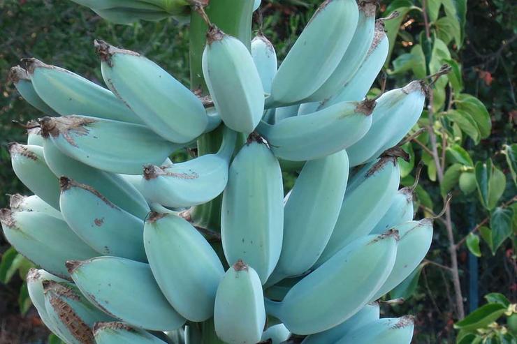 Банани "Blue Java"