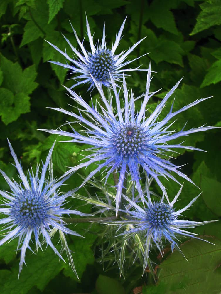 Eryngium planum FLAT SEA HOLLY