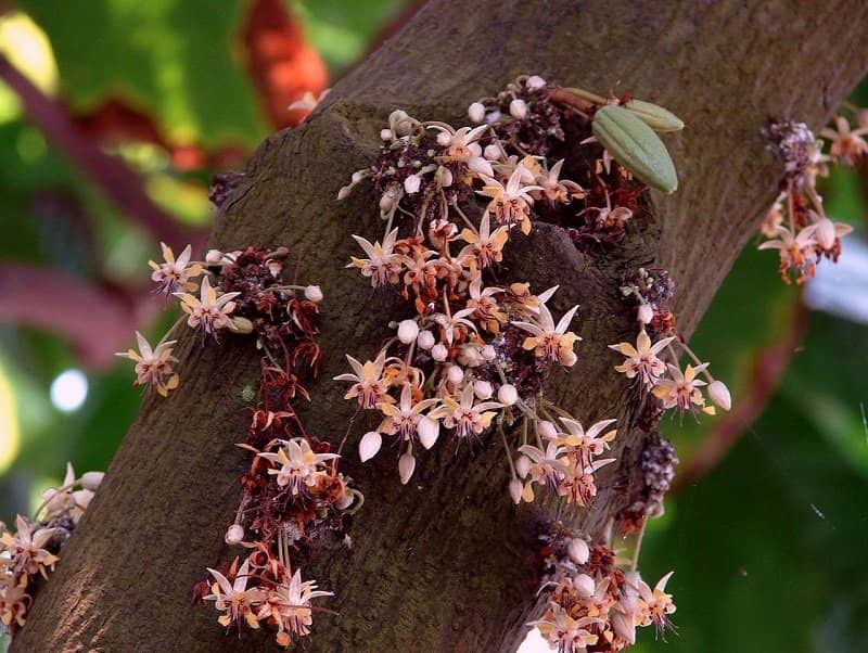 Цветущее какао-дерево