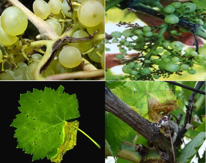 Симптомы заражения бактериальным увяданием винограда
