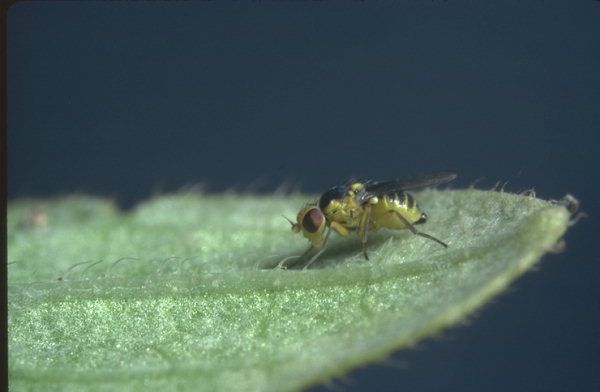 Liriomyza trifolii Имаго