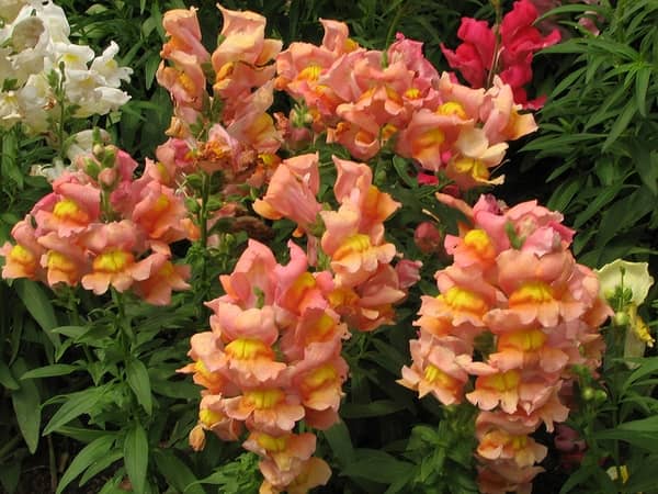 Antirrhinum lezumbalaberenjena