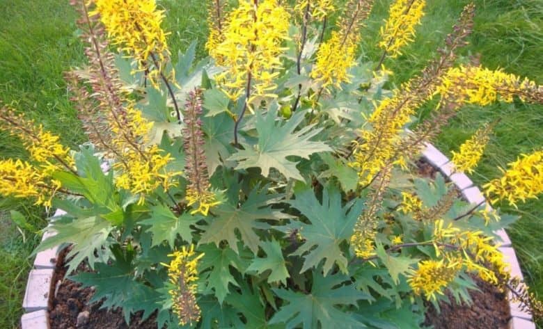 Ligularia przewalskii Klenolistnij