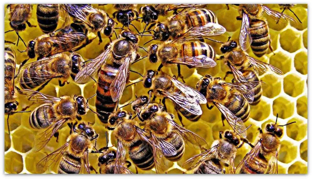 Украинская степная порода пчел.jpg