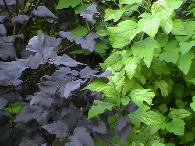 Пузыреплодник калинолистный (Physocarpus opulifolius), сорта "Diabolo" и "Luteus"