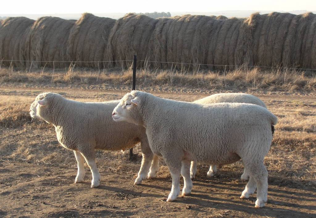 Овцы породы иль-де-франс
