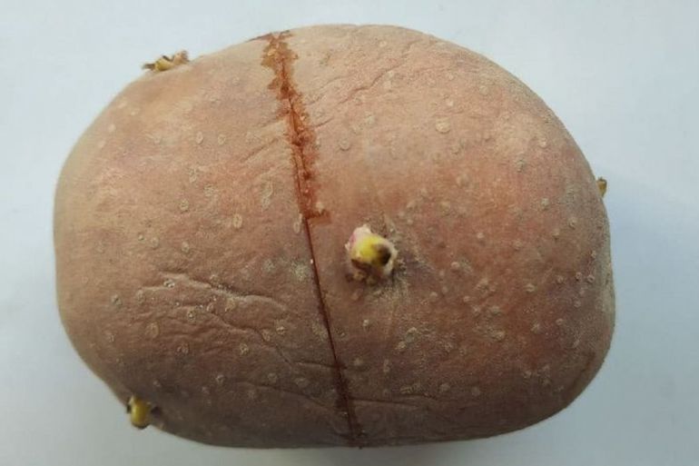 Кільцьовий надріз на картоплі