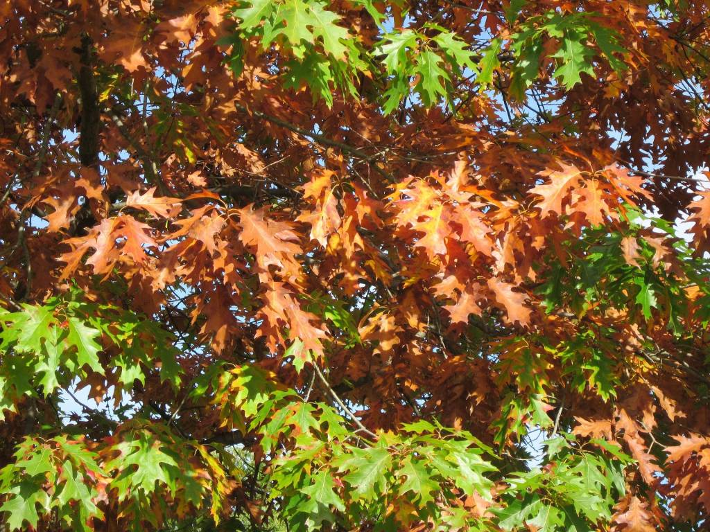Дуб красный (Quercus rubra): ветви с листьями