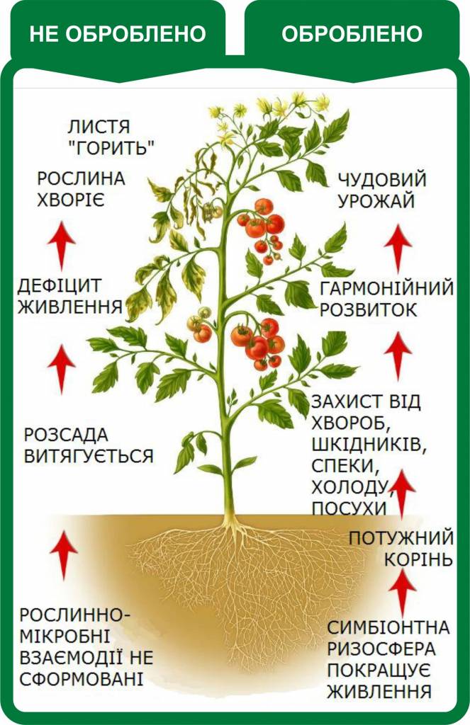 Стимулятор роста растения