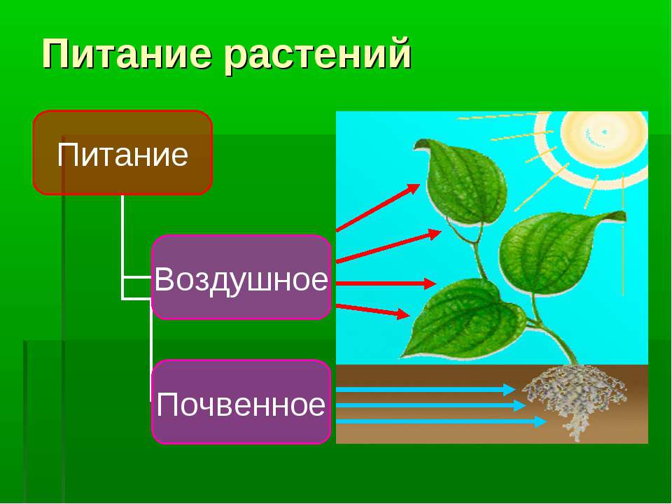 Питание растений